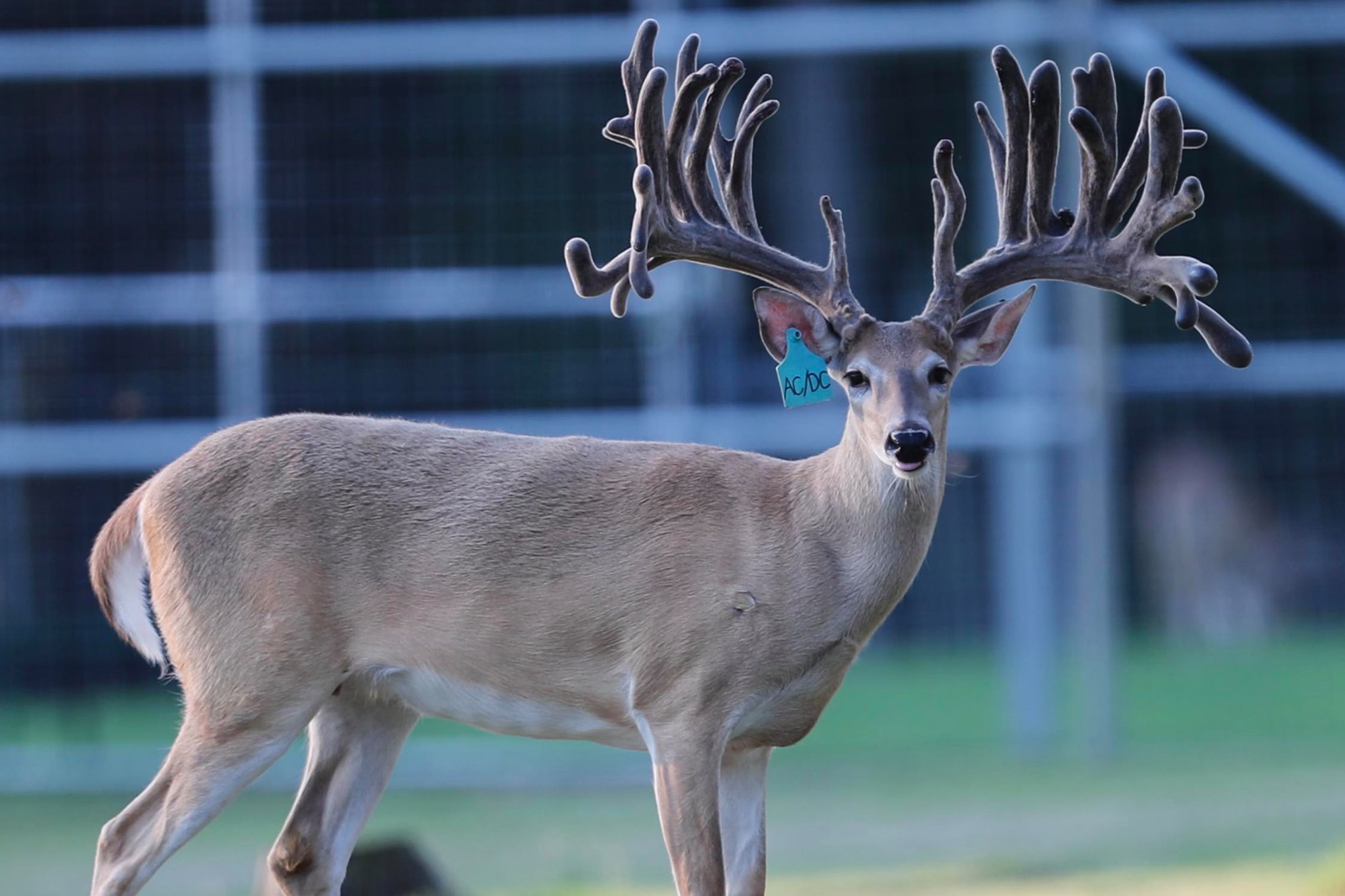 Thompson Trophy Whitetails logo