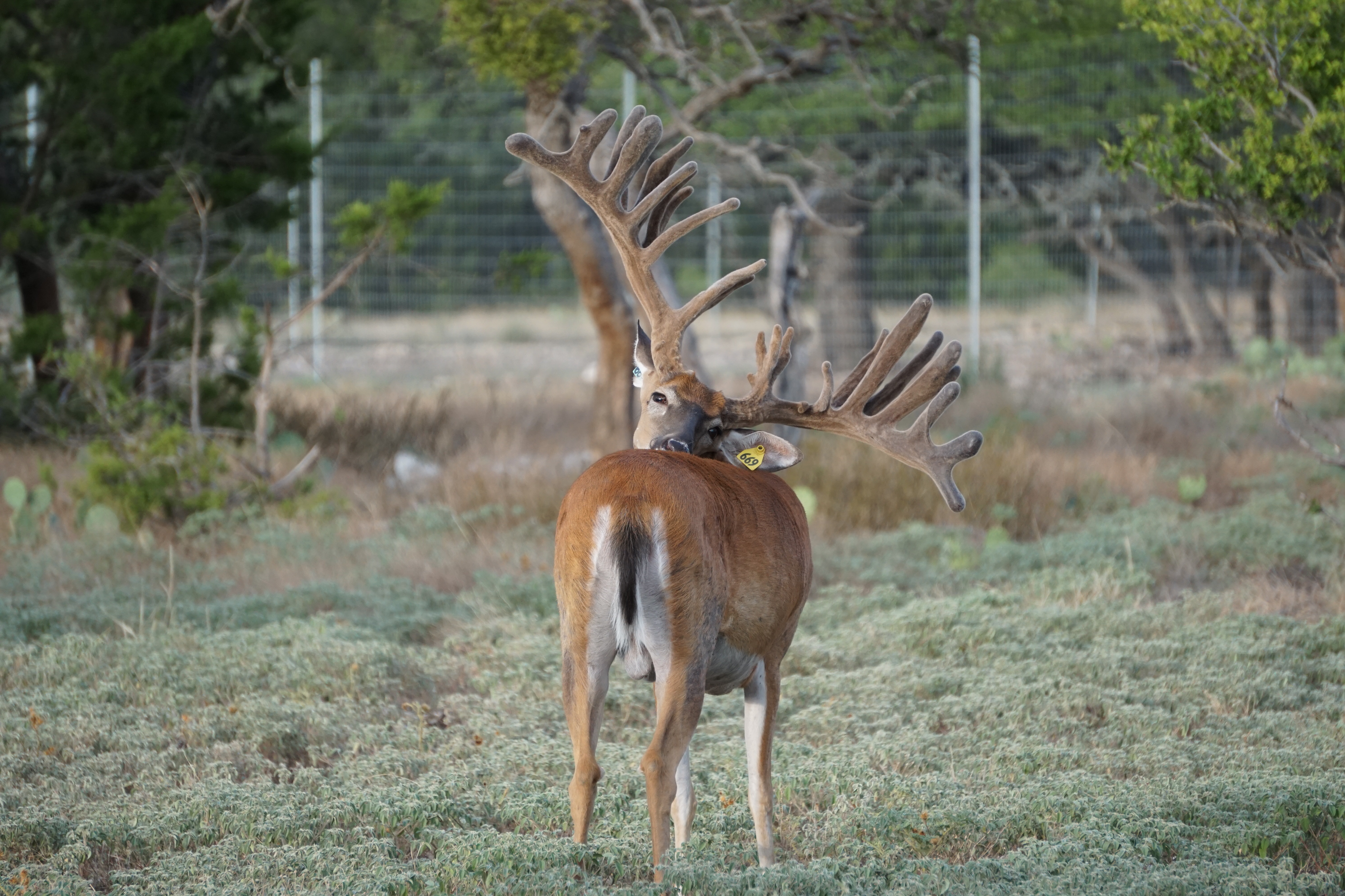 Thompson Trophy Whitetails logo