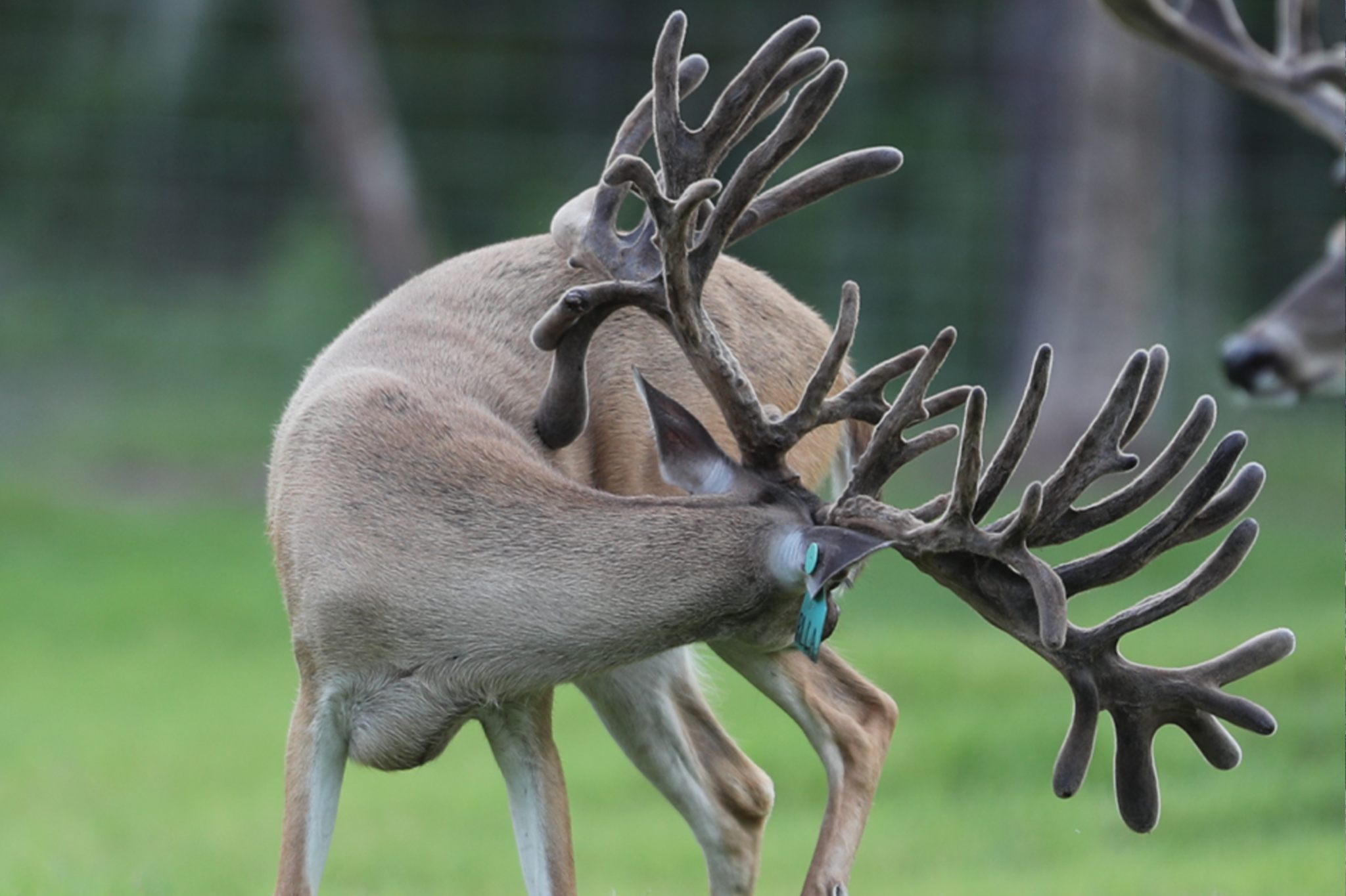 Thompson Trophy Whitetails logo