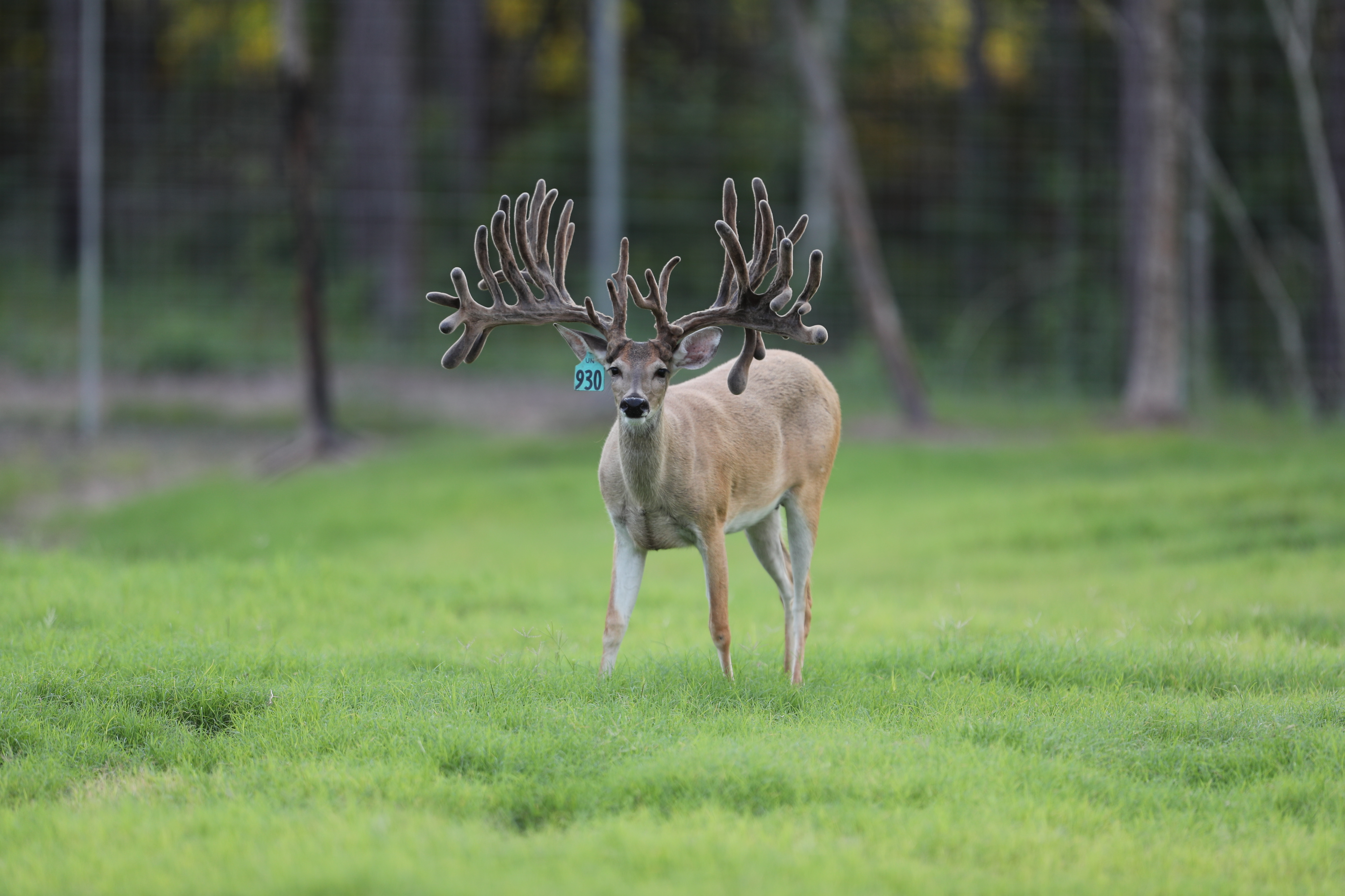 Thompson Trophy Whitetails logo