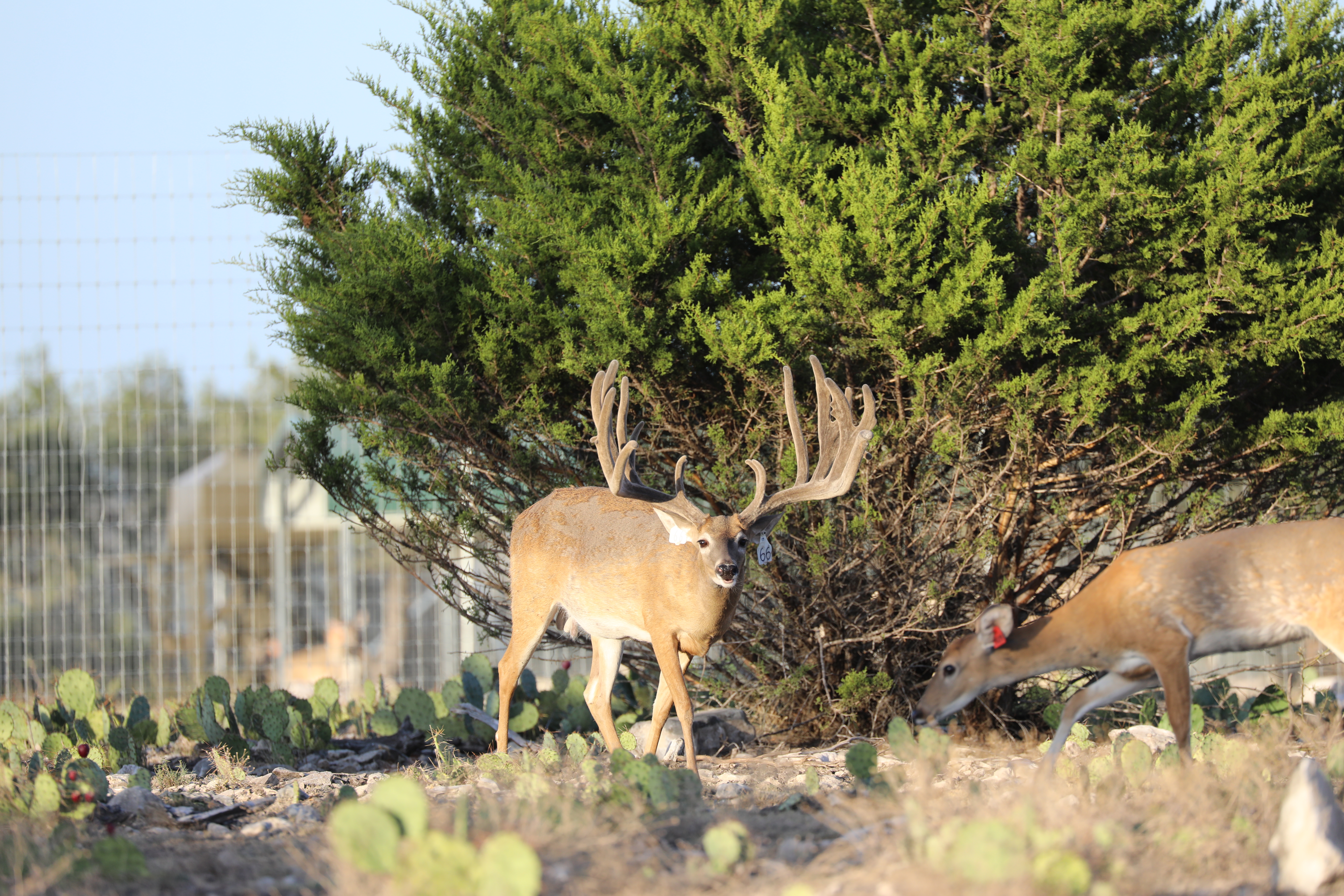 Thompson Trophy Whitetails logo